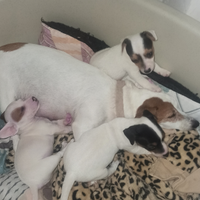 Vendita cuccioli Jack Russell