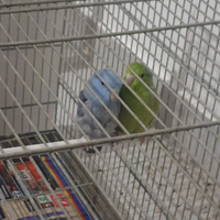 Coppie Forpus Coelestis
