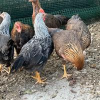 Galline ornamentali e pulcini sussex Amrock ecc