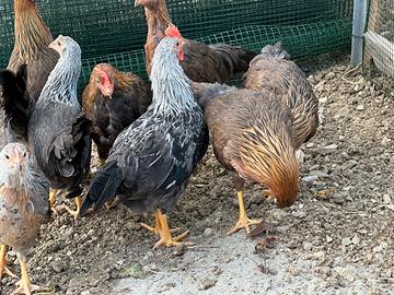 Galline ornamentali e pulcini sussex Amrock ecc