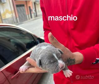 Vendo cuccioli di Pitbull UKC