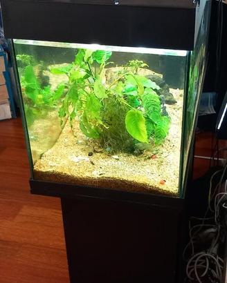Acquario 160 litri