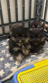 Pomerania Toy cuccioli spitz nano 2 mesi PEDIGREE