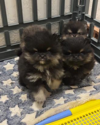 Pomerania Toy cuccioli spitz nano 2 mesi PEDIGREE