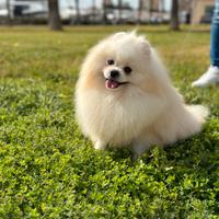 Spitz di Pomerania nano, solo per monta