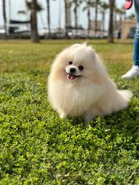 Spitz di Pomerania nano, solo per monta