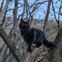 Maine coonXXL