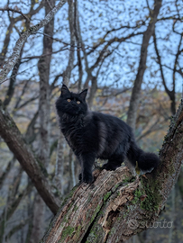 Maine coonXXL