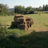 Fieno in ballette