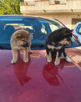 Shiba Inu pedigree enci