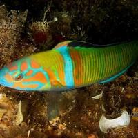 Thalassoma pavo
