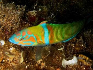 Thalassoma pavo