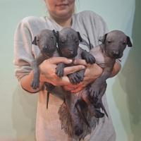 Cuccioli di Xoloitzcuintli (Cane Nudo Messicano)