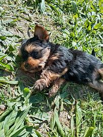 Cuccioli di yorkshire terrier