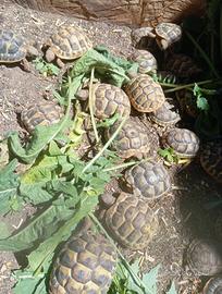 Testudohermanni