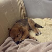 Shiba iou