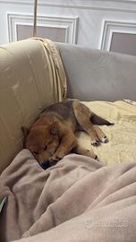 Shiba iou