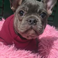 Bulldog francese esotico