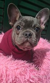 Bulldog francese esotico