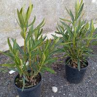 piante di Oleandro 