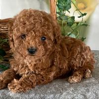 Cucciolata barboncini toy maschi femmine