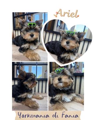 Colorful yorkshire terrier