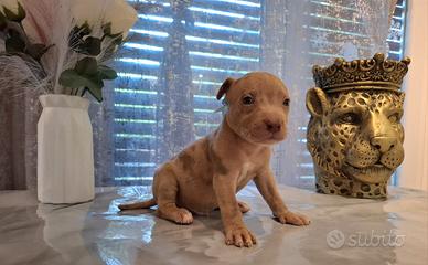 Pitbull ukc merle