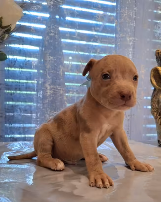 Pitbull ukc merle