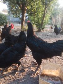 Gallo Australorp nero