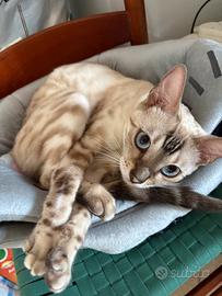 Gatto bengala