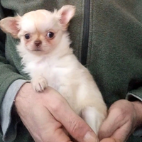 Cucciole F chihuahua