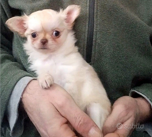 Cucciole F chihuahua