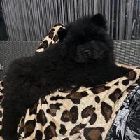 Cuccioli di chow chow