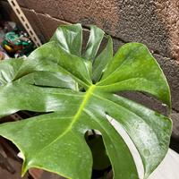 Pianta Monstera