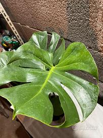 Pianta Monstera