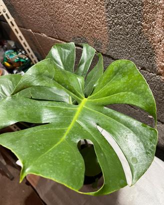 Pianta Monstera
