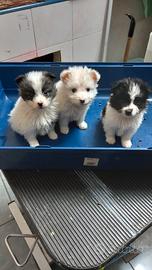 Cuccioli di Volpino-Spitz