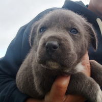 Futuri cani da guardia