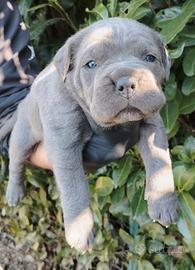 Cuccioli di cane corso