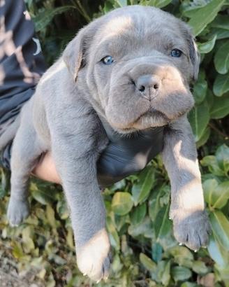 Cuccioli di cane corso