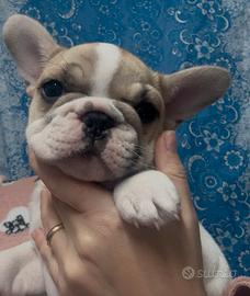 Bulldog Francese BIG ROPE- Esclusiva Cucciola Pied