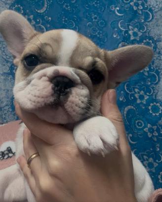 Bulldog Francese BIG ROPE- Esclusiva Cucciola Pied