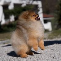 Volpino di pomerania (Spitz tedesco nano)
