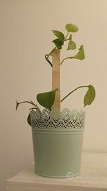 Vasetti effetto pizzo