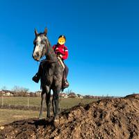 Castrone Appaloosa 3 anni Blue roan