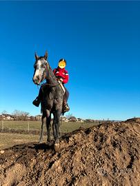 Castrone Appaloosa 3 anni Blue roan