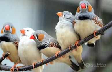 Diamantini mandarini