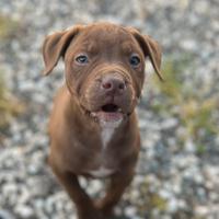 Pit Bull