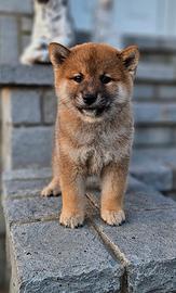 Shiba Inu con pedegree Enci