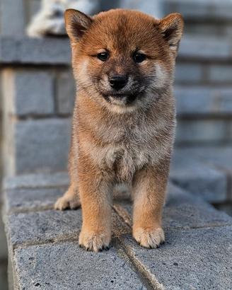 Shiba Inu con pedegree Enci